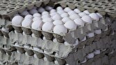 ایران رتبه ۹ تولید تخم مرغ در دنیا را داراست
