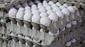 صادرات ۳۳ هزار تن تخم‌مرغ از ابتدای سال